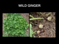 wildginger_small.jpg