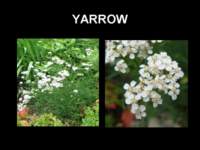 yarrow_small.jpg