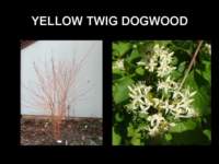 yellowtwigdogwood_small.jpg