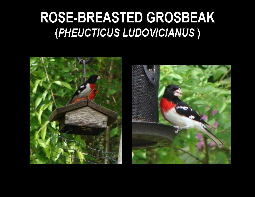 slide13.jpg