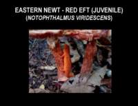 slide17_small.jpg