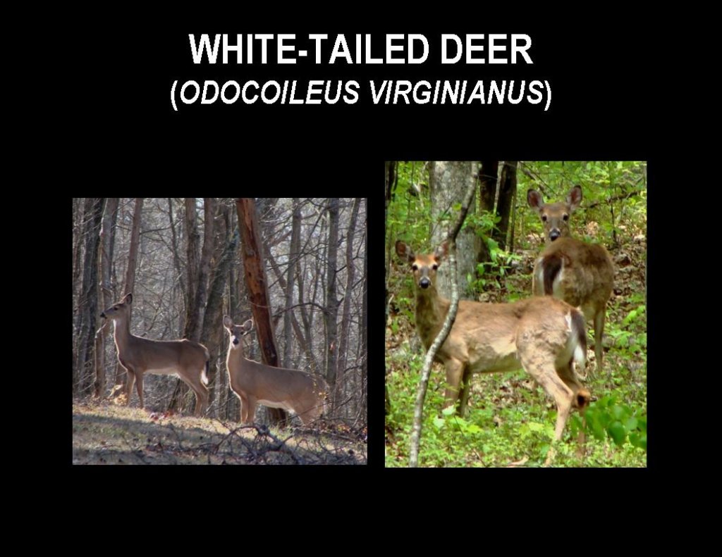 slide2.jpg