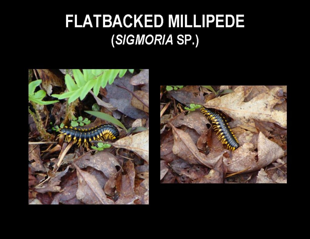 slide38.jpg