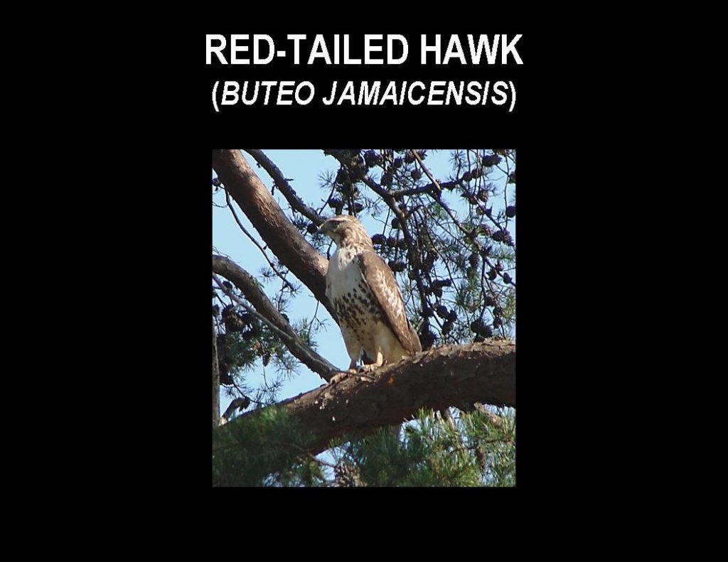 slide7.jpg