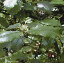 American Holly Flowers