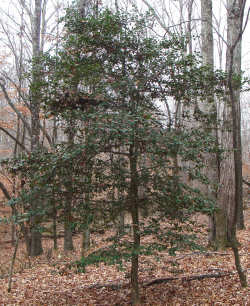American Holly