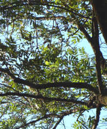 Chinese Mountain Ash Canopy