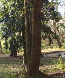 Chinese Mountain Ash Trunk