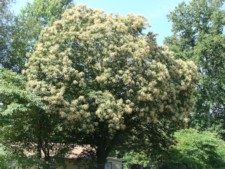 Chinese Chestnut Tree