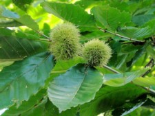 Chinese Chestnut Burs