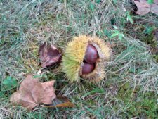 Chinese Chestnut Nuts