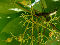 Chinese Parasol Tree Flowers