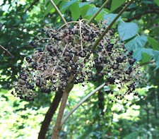 Devil's Walking Stick Fruit