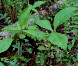 Jack-in-the-Pulpit Leaves