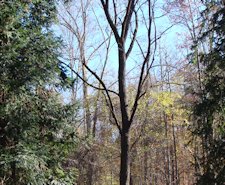 Japanese Elm Tree