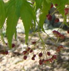 Japanese Maple Flowers