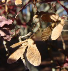 Japanese Maple Fruit