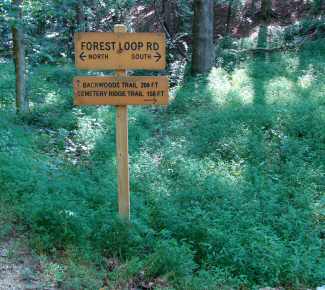 Japanese Stiltgrass on the Forest Loop Road