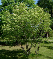 Siebold Ash Flowers