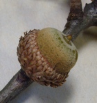 Black Oak Acorns