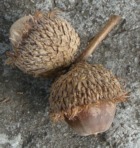 Bur Oak