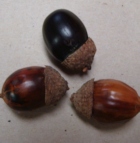 Chestnut Oak