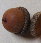 Scarlet Oak