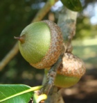 Shingle Oak
