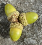 White Oak Acorns