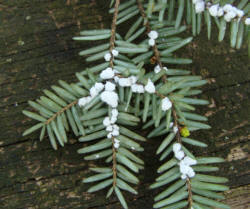 Hemlock Wooly Adelgid