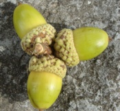 White Oak Acorns
