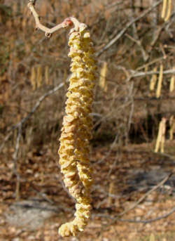 Seaside Alder
