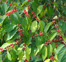 Amur Honeysuckle Fruit