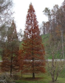 Bald Cypress Fall