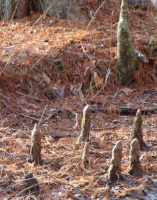 Bald Cypress 'Knees'