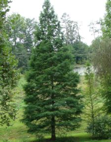 Bald Cypress Summer