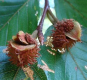 Beechnut Fruit