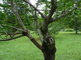 Bigleaf Maple Branches
