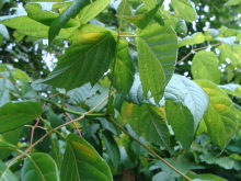 Boxelder Twigs