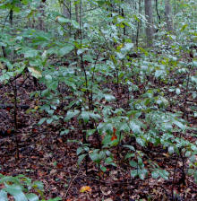 Carolina Buckthorn