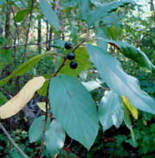 Carolina Buckthorn Fall Fruit