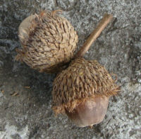 Bur Oak Acorns