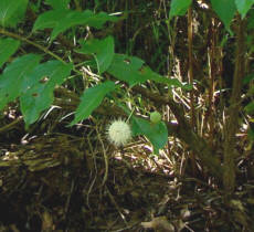 Buttonbush Button