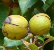 Hickory Nuts