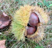 Chinese Chestnut Bur