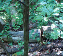 American Chestnut Bark