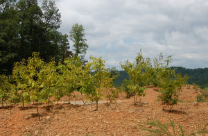 American Chestnut Study