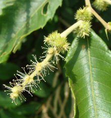 Chinkapin Bisexaul Catkins