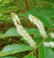 Chinkapin Unisexual Catkins