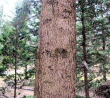Cilician Fir Bark